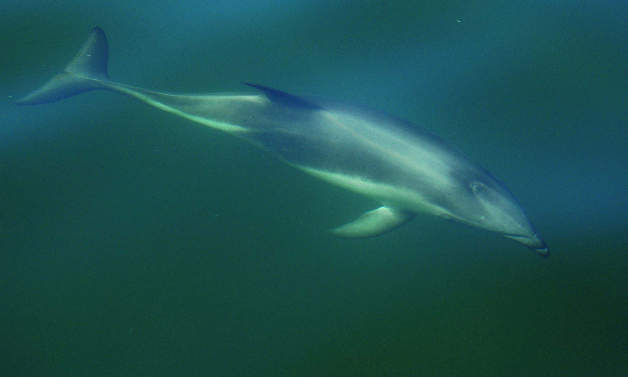YAQU PACHA Chile Projekt Chilenischer Delfin