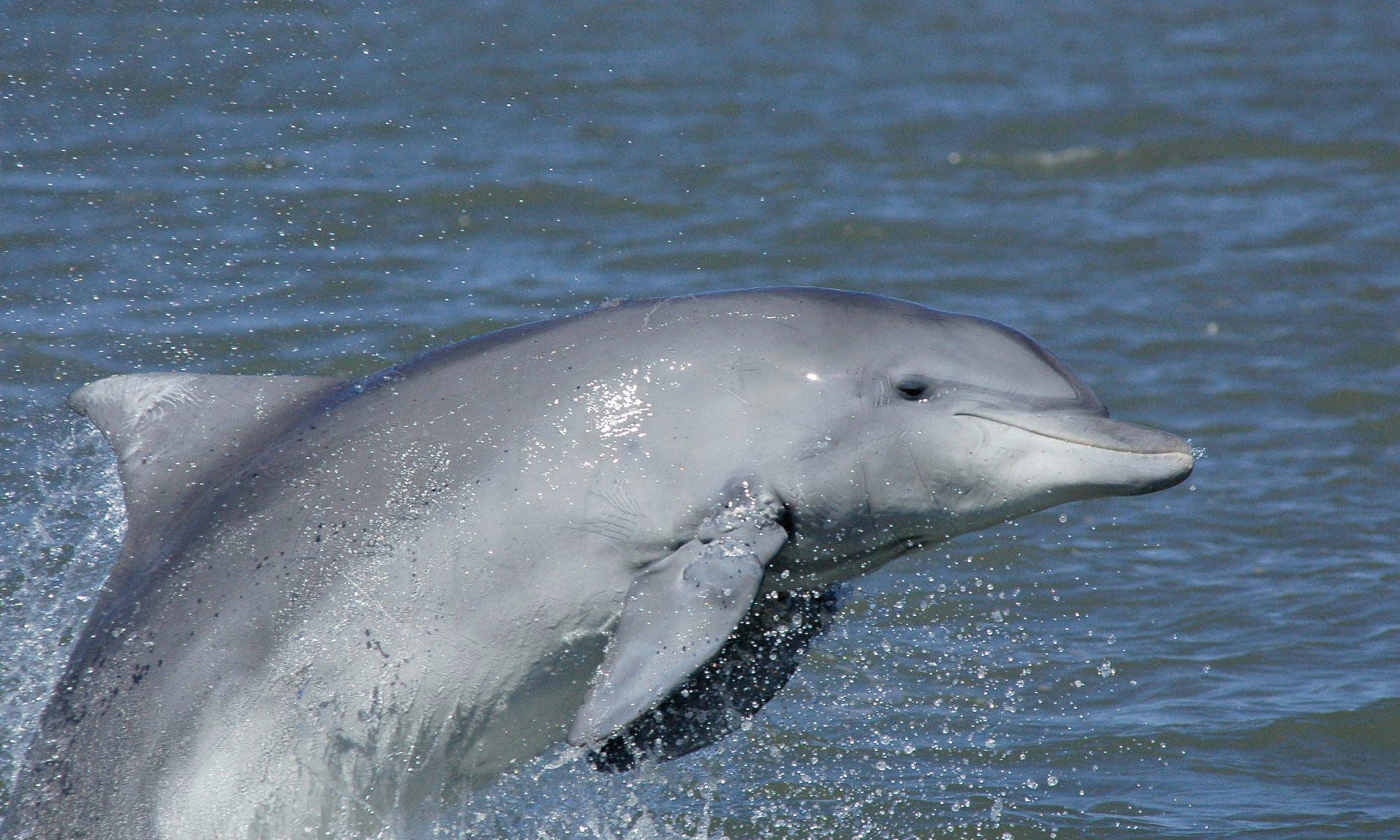 Lahille's Großer Tümmler Delfin Delfin Brasilien Lagoa dos Patos