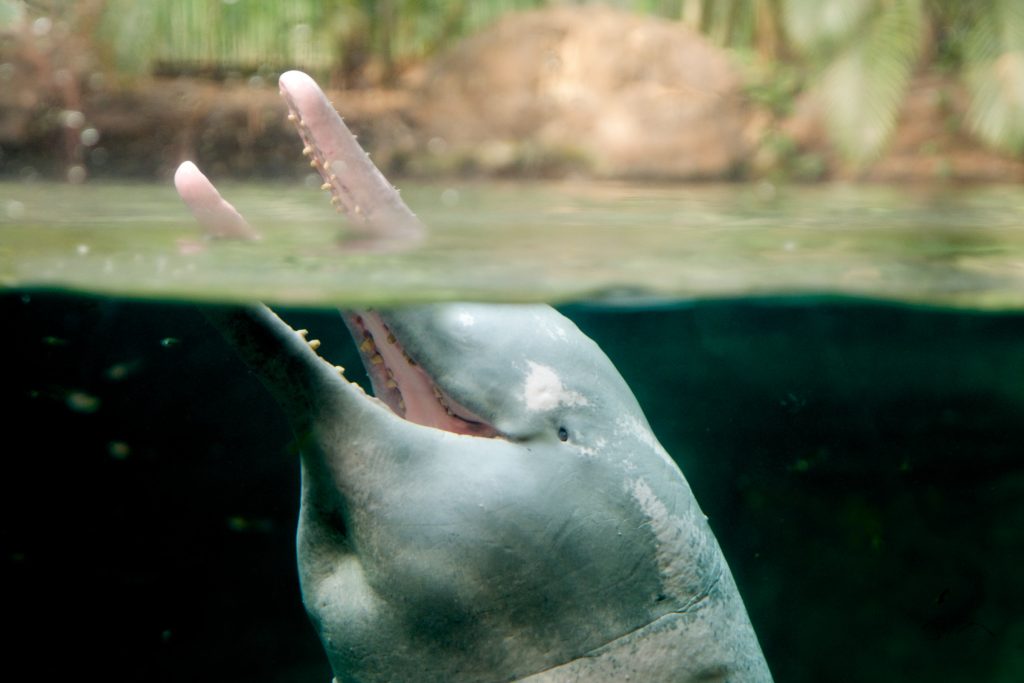 Delfín de la selva amazónica Inia geoffrensis