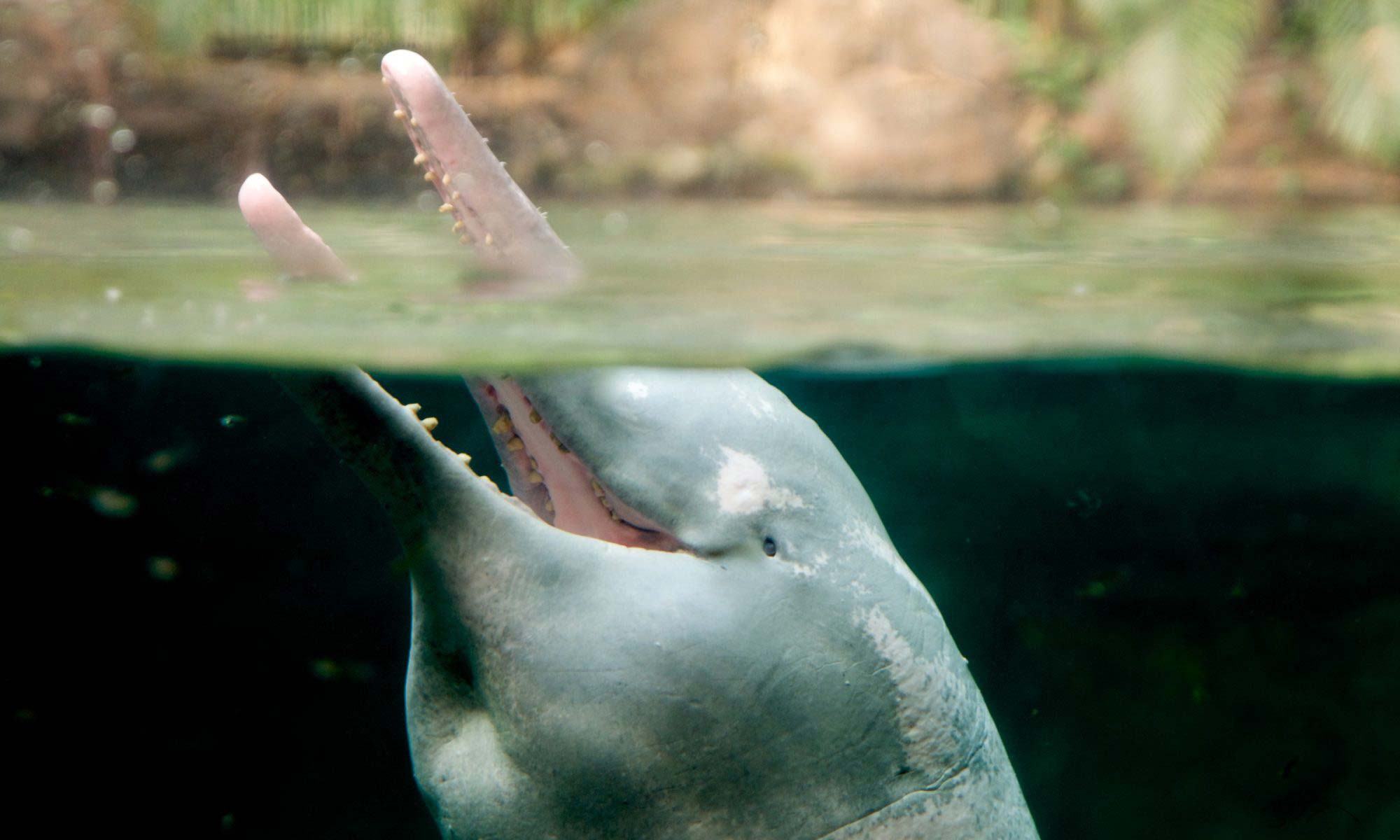 Flussdelfin Amazonas Delfin Delfinschutz Delfine