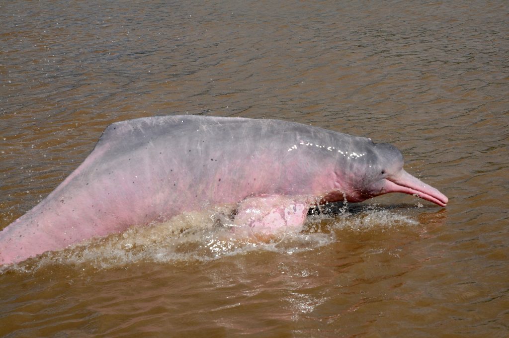 Amazonas Delfin