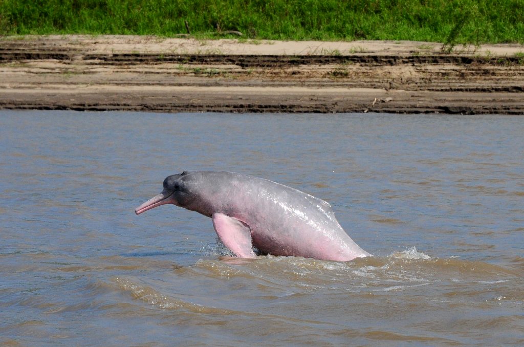 Amazon dolphin rainforest Inia geoffrensis