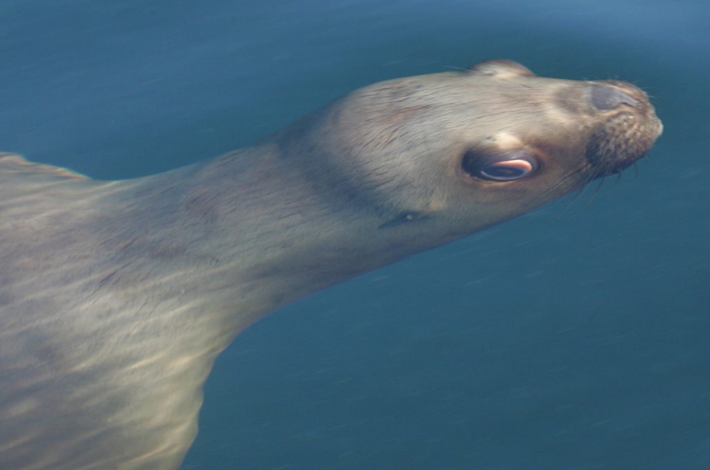 Maned Seal South America