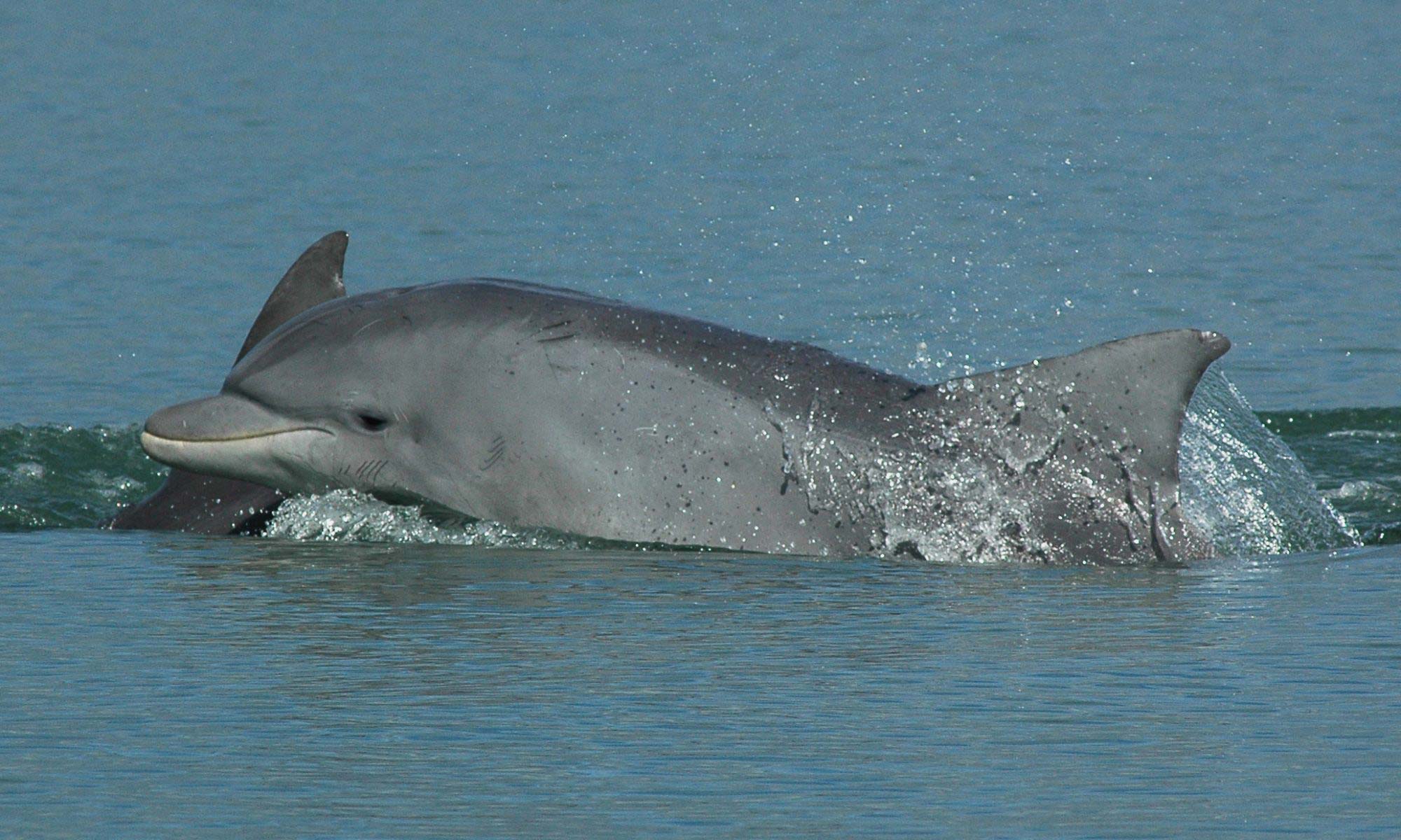 Großer Tümmler Delfin Tursiops truncatus
