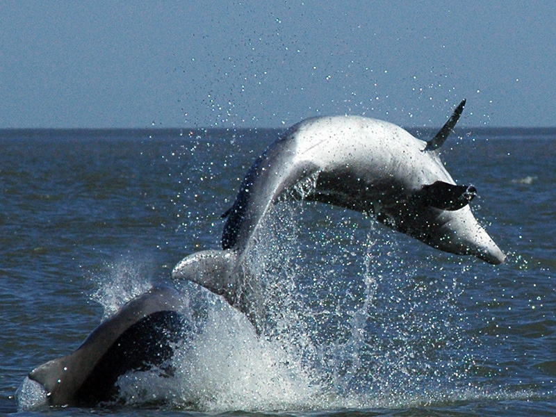 Porpoise dolphin