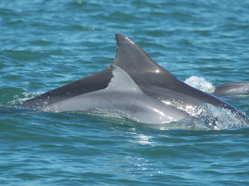 Dolphin bottlenose dolphin