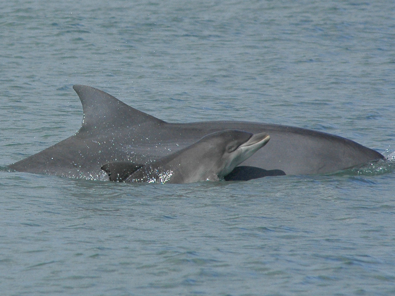 Golfinhos roaz-corvineiro