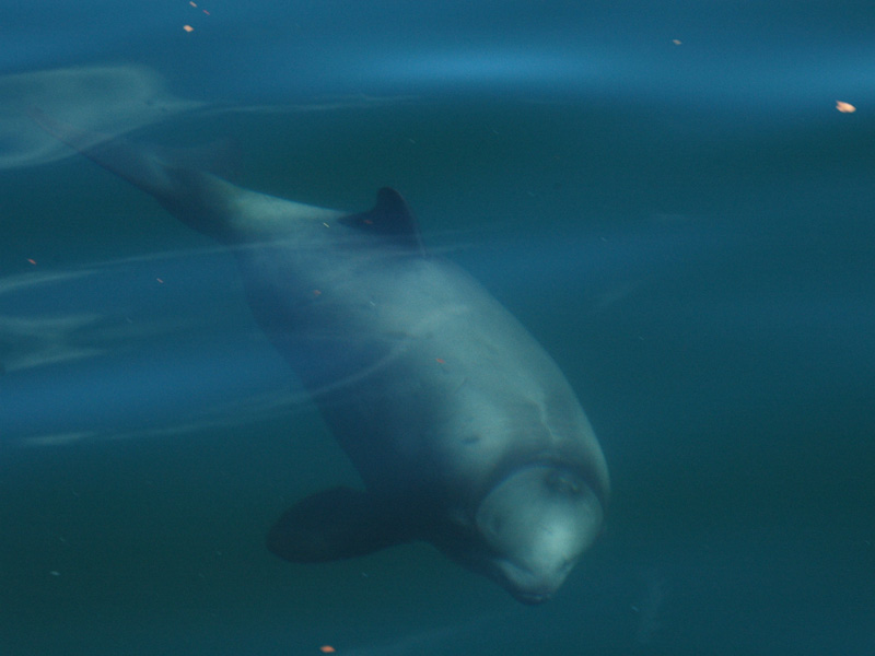 Chilenischer Delfin Cephalorhynchus eutropia