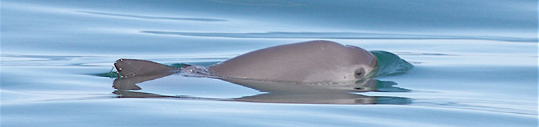 Projet SOS Vaquita Phocoena sinus Marsouin de Californie Vaquitas