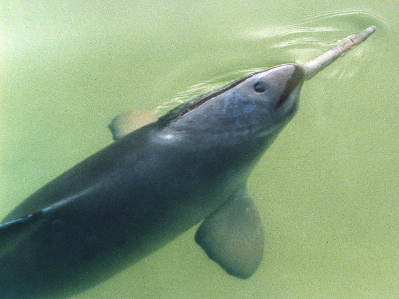 Delfín de la Plata Franciscana Pontoporia blainvillei