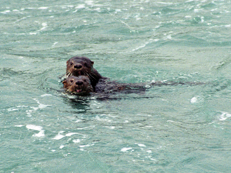 Meeresotter Otter