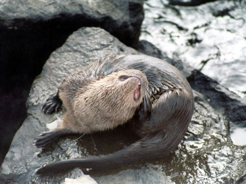 Meeresotter Otter Peru Südamerika