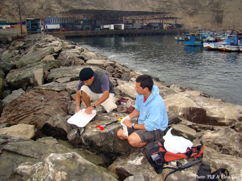 Recherche sur les loutres de mer au Pérou