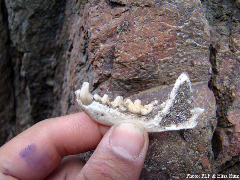 Otter lower jaw