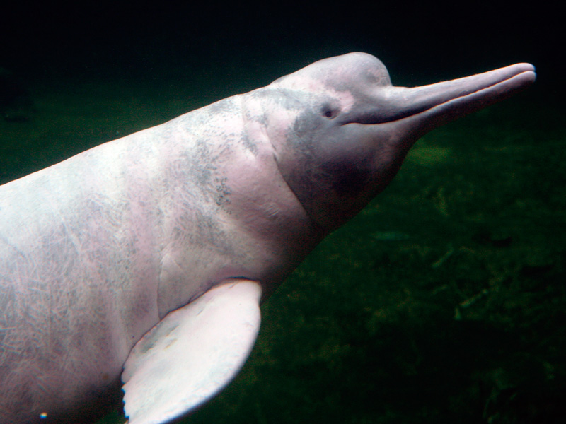 Delfín de río Inia geoffrensis