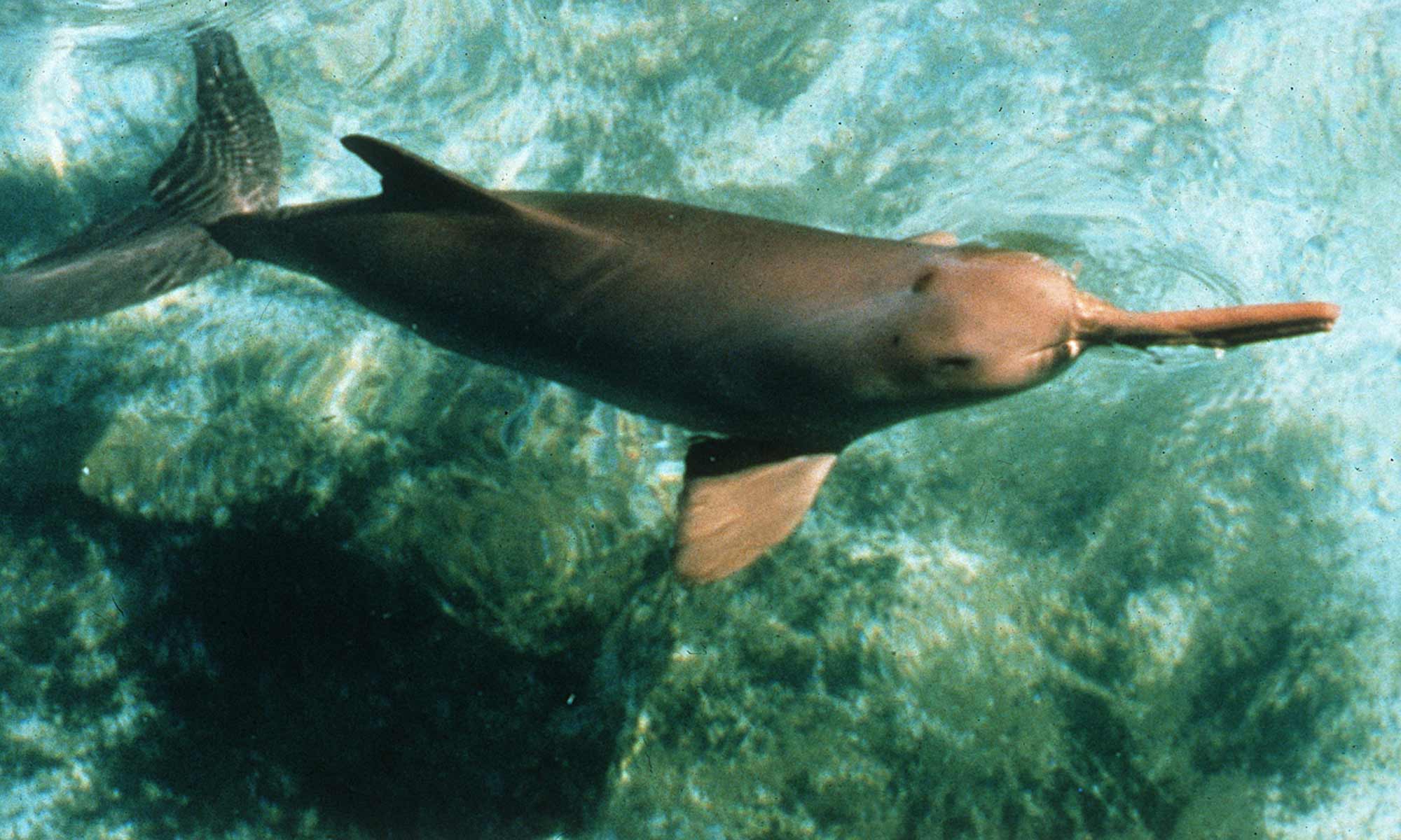 Delfín de la Plata Pontoporia blainvillei Toninha