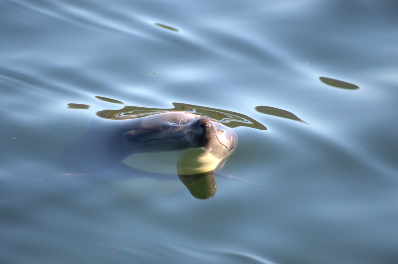 Delfín chileno Cephalorhynchus eutropia