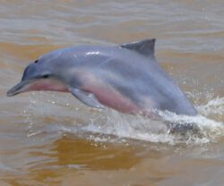 Sotalia guianensis Delfín de Guyana