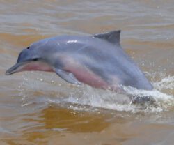 Sotalia guianensis Golfinhos da Guiana