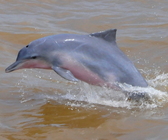 Sotalia Guyana Proyecto Delfín Venezuela
