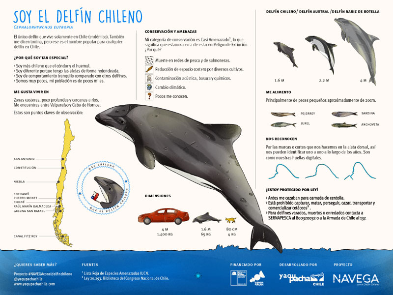 Golfinho chileno Golfinhos chilenos infográfico YAQU PACHA Chile