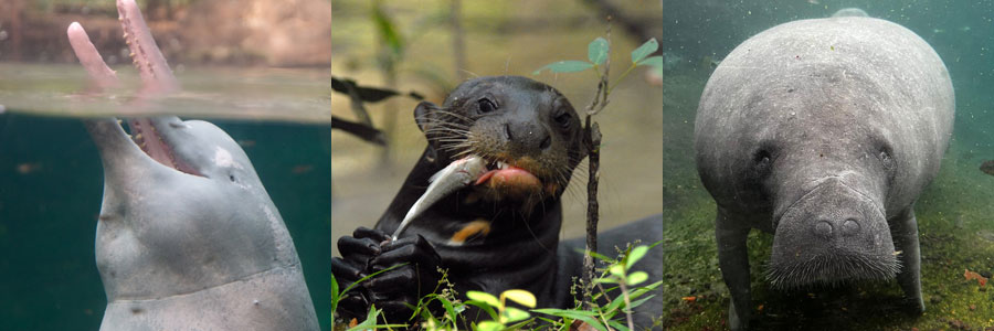 Organização de Proteção de Espécies YAQU PACHA América do Sul Golfinhos da Amazônia Inia geoffrensis Golfinhos-gigantes do Peixe-boi lontra