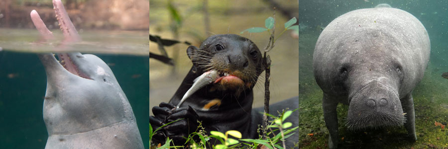 Artenschutz Organisation YAQU PACHA Südamerika Amazonas Delfin Inia geoffrensis Riesenotter Manati Seekuh Delfine