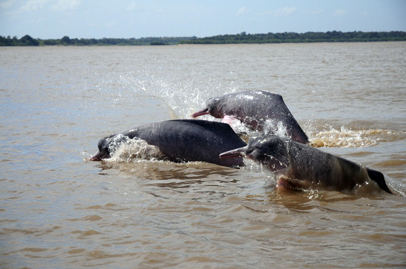 Inias inia geoffrensis grupo golfinhos de rio