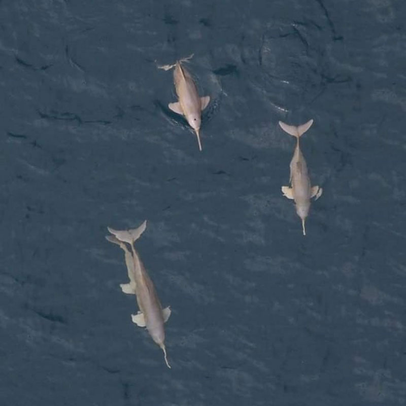 La Plata Delfines Pontoporia blainvillei Toninha Toninhas GEMARS