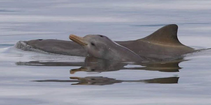 Delfín bebé franciscana Toninha Pontoporia blainvillei