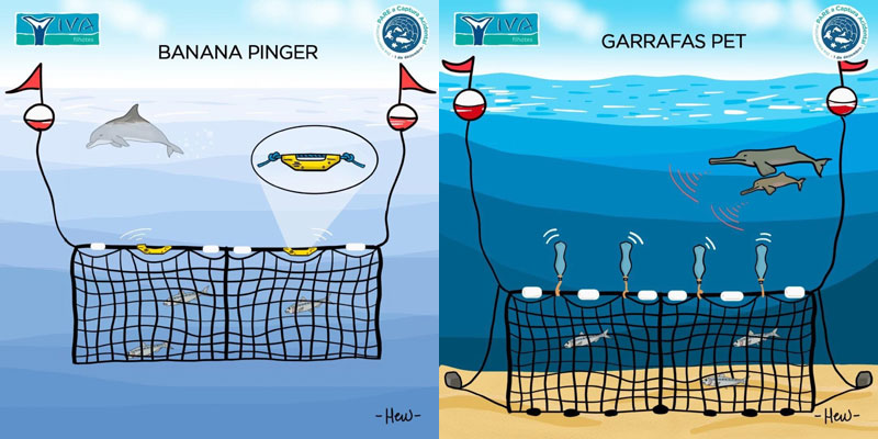 Franciscana Pinger Pet Bottles Fishing Nets Toninhas Species Conservation South America