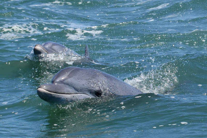 Delfín mular de Lahille Lagoa dos Patos Brasil