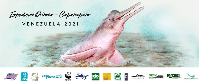 Project Amazon Dolphin Inia geoffrensis Proyecto Sotalia Venezuela Dolphin Conservation