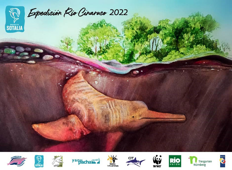 Project Amazon Dolphin Inia geoffrensis Venezuela Species Conservation Dolphin Conservation