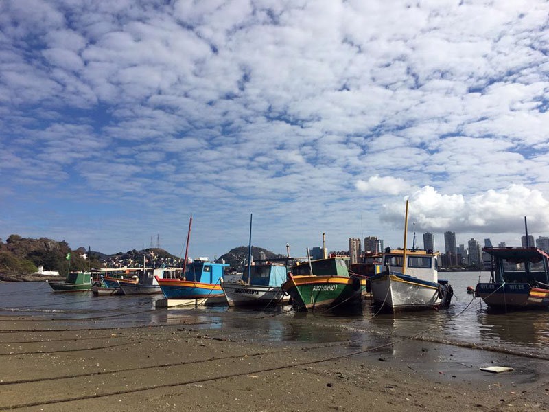 La Plata Franciscana Toninha Brésil Education à l'environnement Pêche Conservation des espèces Amérique du Sud