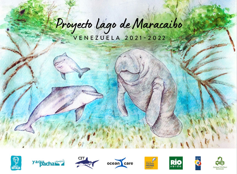 Projekt Sotalia Delfin Venezuela Lago de Maracaibo Proyecto Sotalia