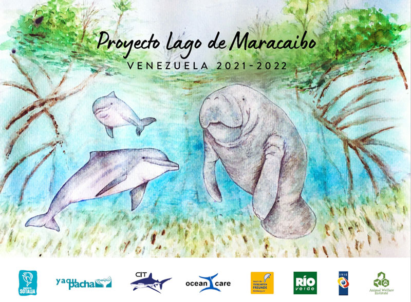 Manatee manatee Proyecto Sotalia Venezuela Manatee manatees