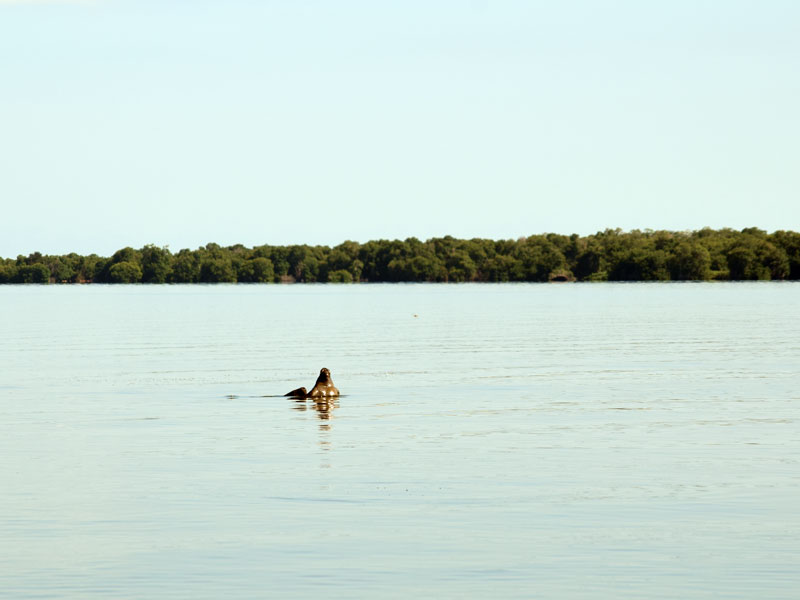 Projeto Manatees Manatees Manatee América do Sul Venezuela Proyecto Sotalia