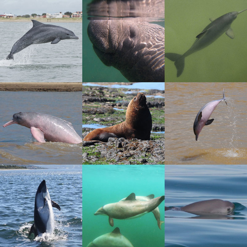 Protection des espèces Organisation YAQU PACHA Amérique du Sud Amérique latine Dauphins Vache marine Manati Phoques Espèces de mammifères Protection