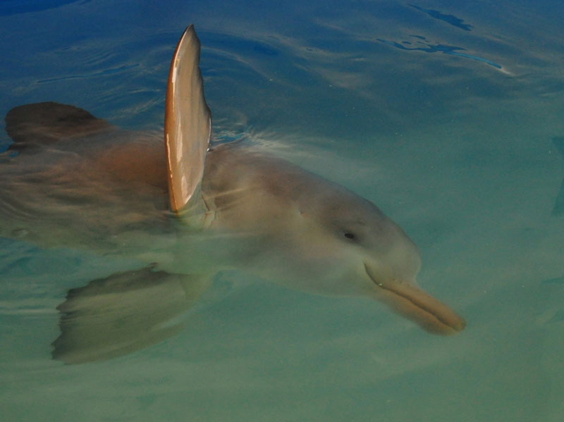 Dons pour la protection des animaux