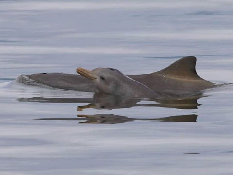 Franciscana calf Tierschutz Delfine La Plata Delfin Toninhas