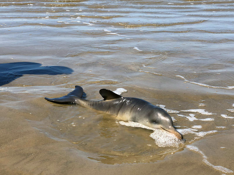Tierschutz La Plata Delfin Franciscana Toninha Delfine