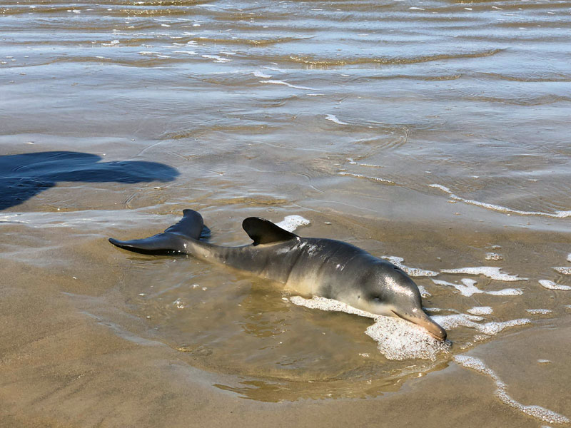 Bem-estar animal Golfinho La Plata Golfinho Franciscana Toninha Golfinhos