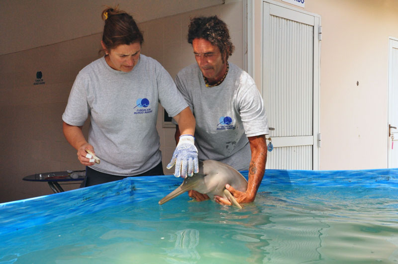 Animal welfare dolphins La Plata Dolphin Franciscana Toninhas