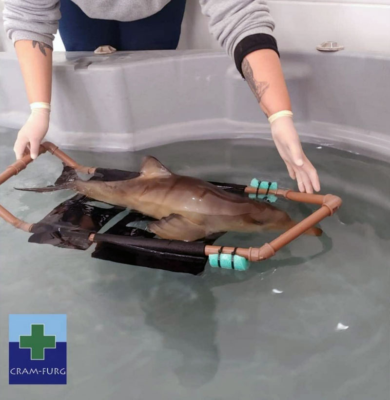 CRAM FURG Bem-estar Animal Golfinhos Franciscana La Plata Golfinhos de La Plata Toninha Brasil