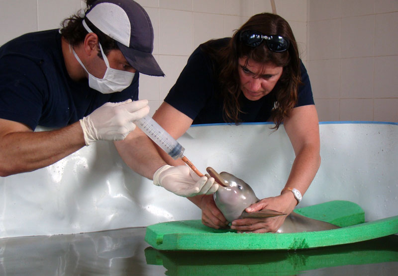 Protection des animaux Franciscana La Plata Dauphin Toninhas