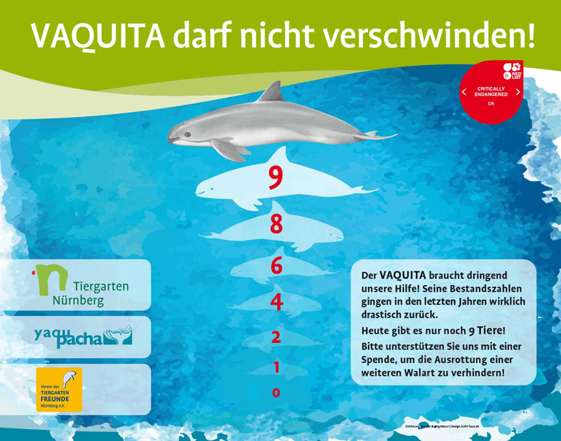 Vaquitas Bestand 9 Kalifornischer Schweinswal Phocoena sinus