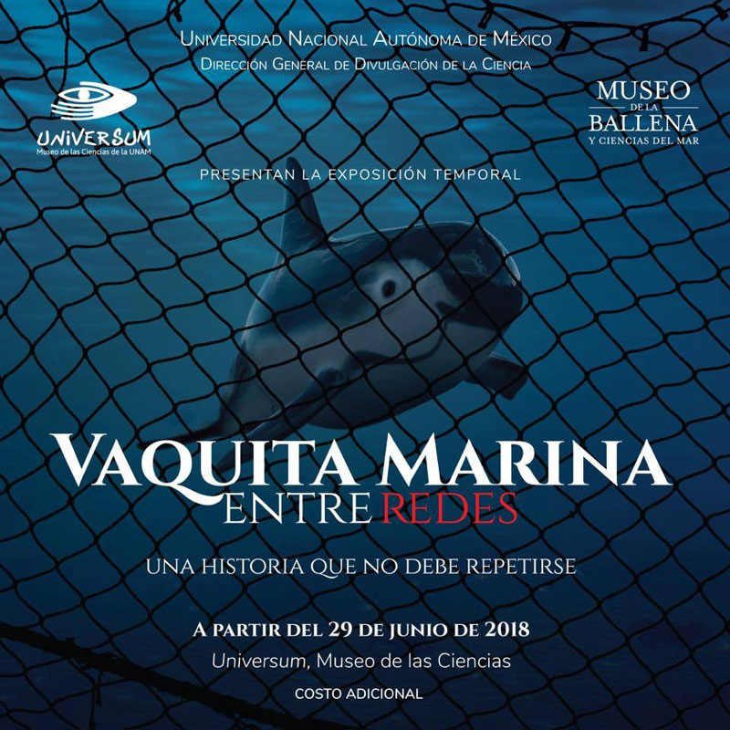 Vaquita marina entre redes