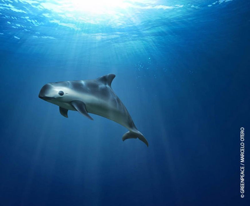 Vaquita underwater Phocoena sinus California porpoise Vaquita marina porpoise