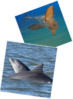 La Plata Delfin Großer Tümmler 